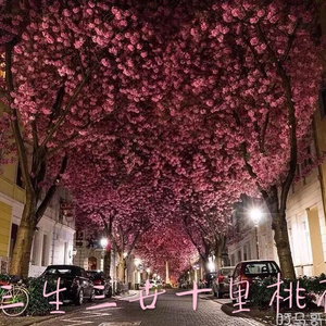 今井真由美无码在线观看
