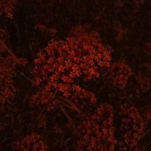 人禽互交50篇视频
